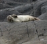 MMP002: Common Seal