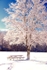 Sidecut Tree after snow
