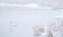 WHITE ON WHITE  #2- LONG POINT