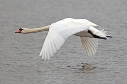 Swan in flight
