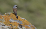 Red Backed Shrike