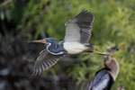 Tricolored Heron flying close, Venice Rookery, Florida