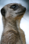Merkat  _AGT064
