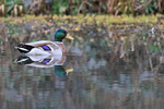 Mallard (male) reflection, Otterbourne, Hampshire