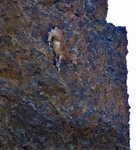 Siberian ibex (capra sibirica), Mongolia