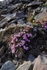 Purple Saxifrage 2160