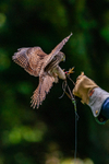 kestrel Falco tinunculu-9779