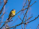 Blue Tit