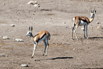 Springbok  (pronking)