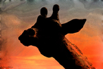 Out of Africa 2