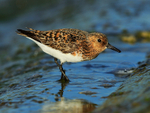 Sanderling (male, breeding plumage) on the causeway at Farmoor