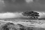 Moorland Tree Black & White