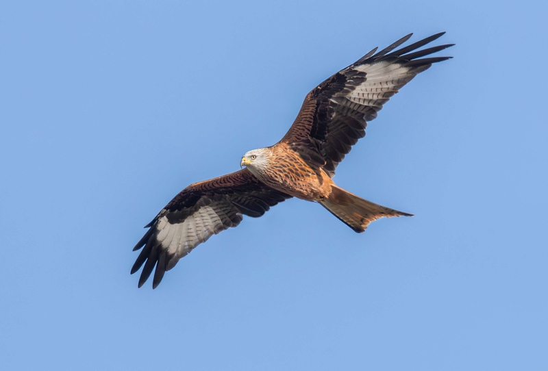 Red Kite - St Aidans RSPB - Leeds