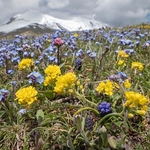 Bright blue Apennine forget-me-not (Myosotis alpina var ambigens) with Yellow Apennine wallflower (Erysimum pseudorhaeticum) and Grape hyacinth (Muscari commutatum)