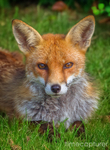 Garden Visitor