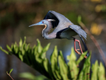 Tricolored Heron flying legs dangling, Wakodahatchee Wetlands