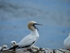 Gannet