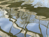Canal Reflections