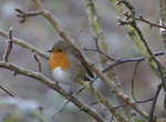 IMG_6765 - ROBIN IN THE FROST