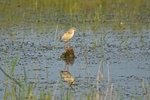 Squacco Heron