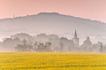 z2378 Oilseed Rape at Dawn, Brading