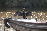 Cormorant 23