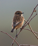 Stonechat (female) perched on a branch
