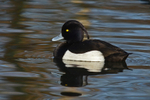 Tufted Duck