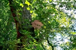 Summer 2 Tree Fungi_8788