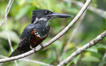 African giant kingfisher