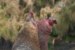 Southern Elephant Seal