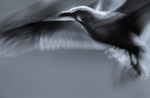 Gull