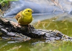 Yellowhammer