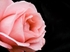 Rose 53