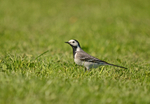 White Wagtail