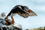 Puffin