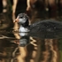Coot chick