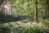 ab557 Wild Garlic Shorwell