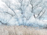 HOAR FROST, 2018 - LONG POINT