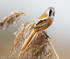 Bearded Tit (Panurus biarmicus) male