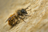 Osmia bicornis (m)