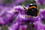 Red Admiral butterfly - 7245