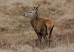 Red Deer