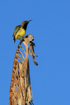 Olive-backed Sunbird portfolio