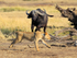 Buffalo charges a Lion in the Masai Mara, Kenya