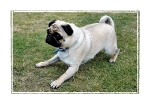Alfie 3F
