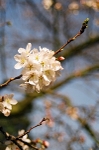 Apple blossom
