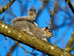 Grey Squirrel