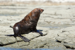 New Zealand Fur Seal, Kaikoura, South Island