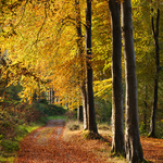 Tollymore in Autumn